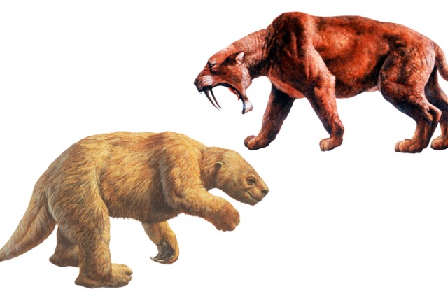 Pick your summer Chill or fierce Sloth versus Saber-toothed cat